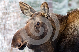 Moose Calf Yukon Wildlife Preserve