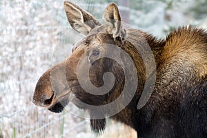 Moose Calf Yukon Wildlife Preserve