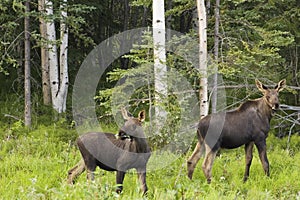 Moose calfes on alert