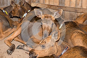 Moose calves rest