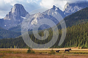 Moose in Canadian Rockies