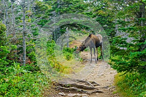 Moose, in Cape Breton Highlands National Park