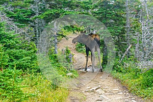 Moose, in Cape Breton Highlands National Park