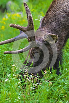 Moose Close-up