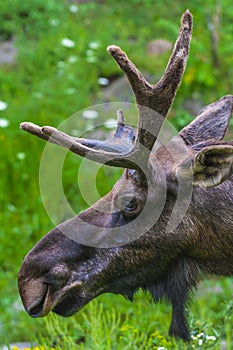 Moose Close-up