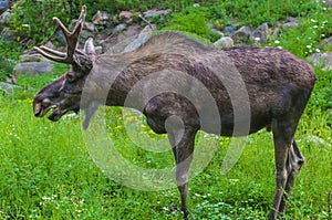 Moose Close-up