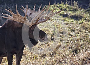 Moose photo