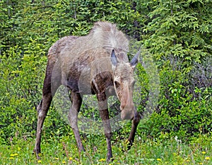 Moose Coming My Way