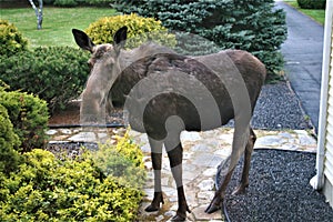 A Moose Coming to Visit