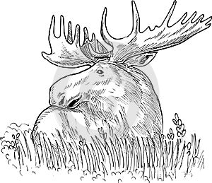 Moose or common European elk
