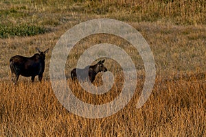 Moose cow and calf eating together in open field