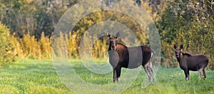 Moose cow with calf