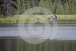 Moose Cow and Calf Feeding in Lake