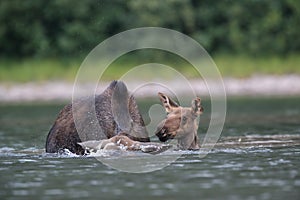 Moose Cow and calf feeding water plants in Pond in Glacier National Park in Montana,USA