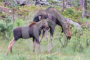 Moose cow and Calf. Shiras Moose in Colorado. Shiras are the smallest species of Moose in North America