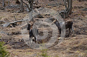 Moose cow and calf in the wild - Stock image