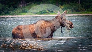 Moose Cow in Fishercap Lake in Glacier National Park photo