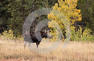 Moose Cow in Fall