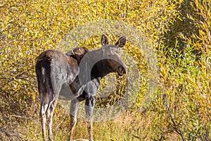 Moose Cow in Fall