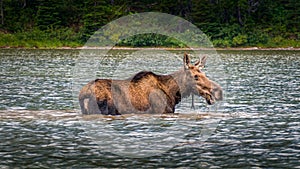 Moose Cow in Fishercap Lake in Glacier National Park