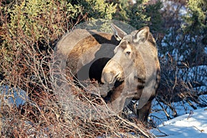 Moose cow during golden hour in Denali National Park in Alaska USA