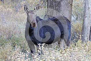 Moose Cow in Grand Teton National Park