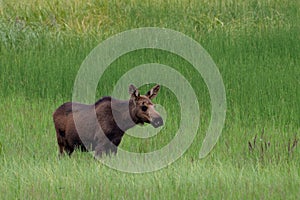 Moose Cow at Knik river, Alaska