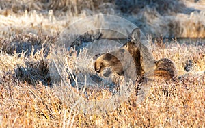 A Moose Cow Resting in a Meadow