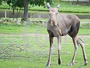 Moose cow in Scandinavia on a meadow. King of the forests in Sweden. Largest mammal