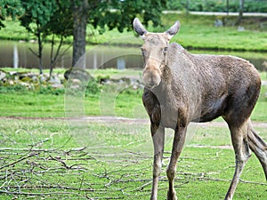 Moose cow in Scandinavia on a meadow. King of the forests in Sweden. Largest mammal