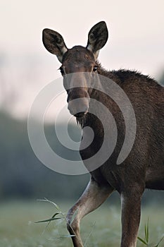 Moose cow walking in the meadow