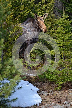 Moose cow in the wild - Stock image