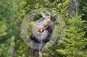 Moose cow in the wild - Stock image