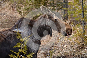 Moose cow in the wild - Stock image