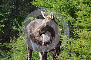 Moose cow in the wild - Stock image