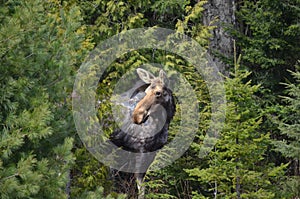 Moose cow in the wild - Stock image