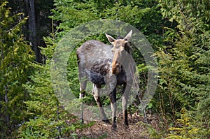 Moose cow in the wild - Stock image