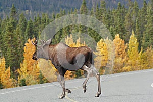 Moose croosing the alaska highway