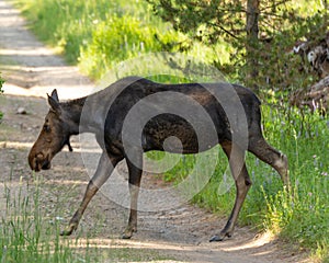 Moose crossing