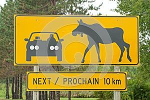 Moose crossing