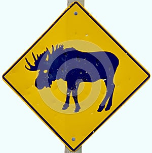 Moose crossing