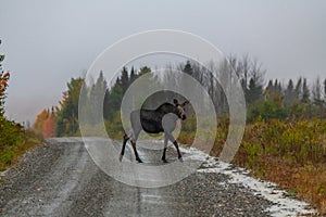 A Moose Crossing a Mountain Road