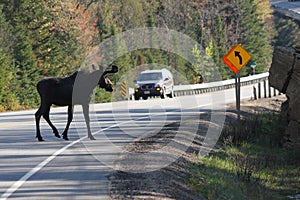 Moose Crossing Road