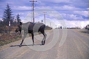 Moose crossing road, AL