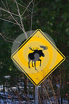 Moose crossing sign