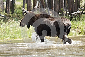 Moose crossing stream