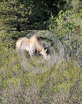 Moose at Denali National Park