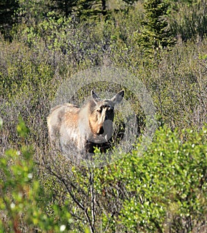 Moose at Denali National Park