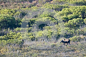 A moose in Denali Park