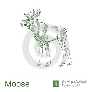 Moose, drawing of animals, vectore